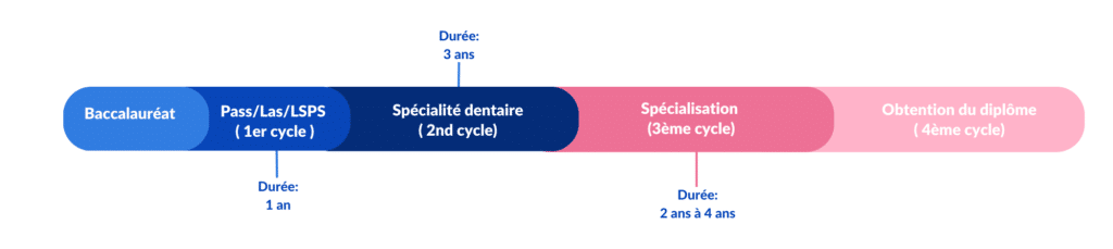 La première année des études de santé permet d'accéder à la filière dentaire